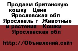 Продаем британскую кошку › Цена ­ 4 000 - Ярославская обл., Ярославль г. Животные и растения » Кошки   . Ярославская обл.